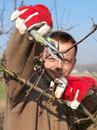 tree pruning north huntingdon pa