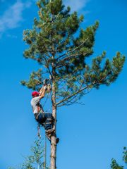 tree-trimming-Athens-GA