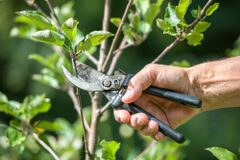 tree service pruning