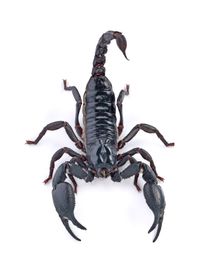 Scorpion Removal 