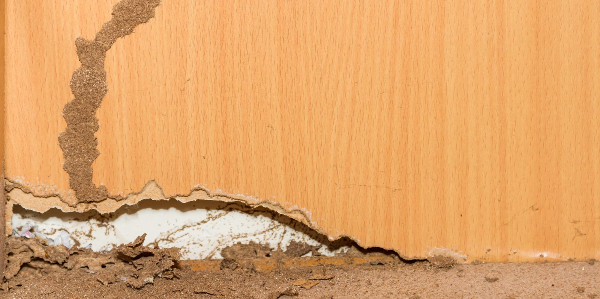 3 Types of Pests That Eat Through Sheetrock® Marquez Drywall