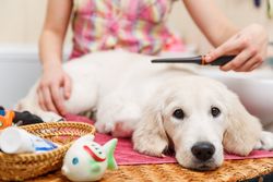 pet grooming places