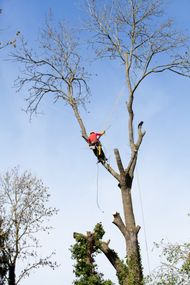 tree removal-Kalispell, MT