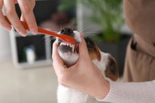 pet dental cleaning
