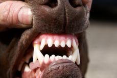 Pet dental cleanings are an important part of your dog's dental health.