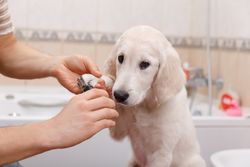 pet-grooming