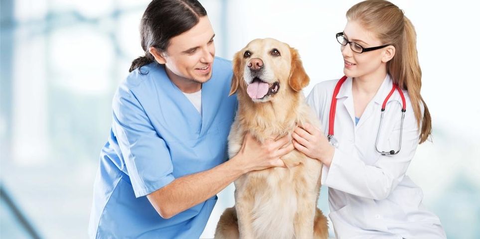 What Are the Differences Between a Veterinarian & Veterinary Hospital ...