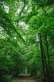 Camden, AR forest management