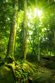 Camden, AR forest technicians