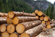 timber appraisals
