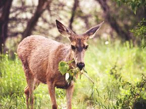 forest management