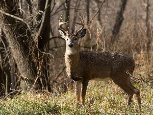 https://depositphotos.com/465323180/stock-photo-herd-deer-being-watchful.html