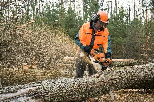 forest management