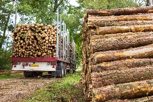 forest management