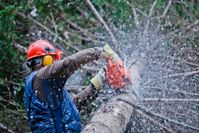 tree-trimming-above-all-tree-care
