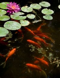 Water Garden with Goldfish