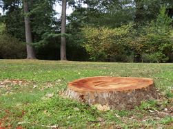 tree-stump removal