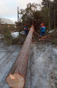 tree emergency service
