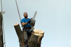 Commercial Tree Services West Hartford CT