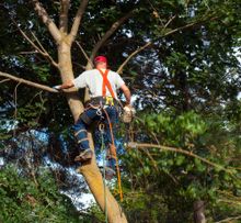 Tree pruning Milton PA