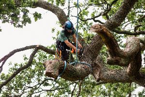 tree removal