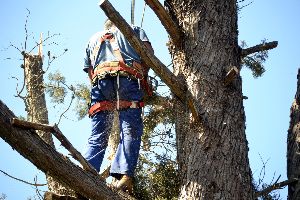 emergency tree services