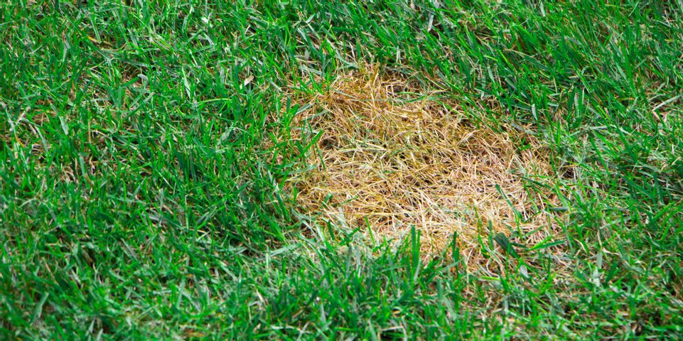 How to Repair Bald Spots in Your Lawn - Alii Turf