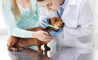 pet-dentist-pet-health-clinic