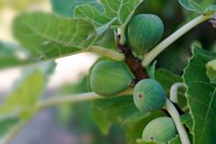 Árboles frutales para plantar en alabama