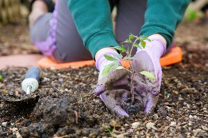 gardening supplies and seeds