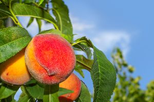 fruit trees