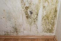 mold cleanup