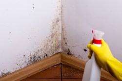 Mold cleanup