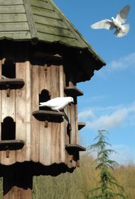 dove release