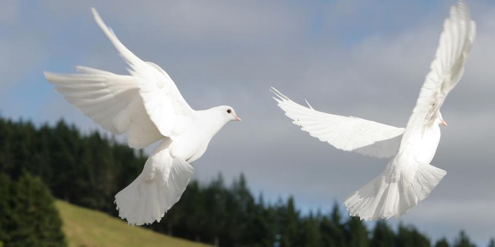 A Sign of Peace White Dove Releases. 