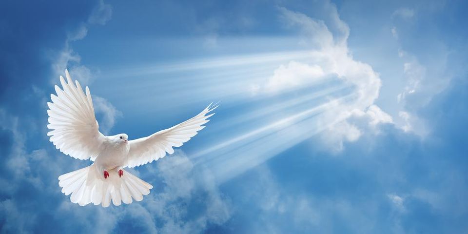 Erlanger White Doves A Sign Of Peace White Dove Releases Cropped.9peg 60Lff 
