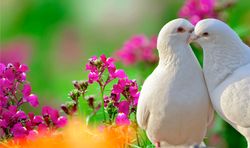 wedding dove release