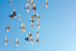 dove release