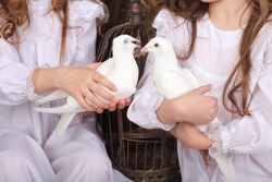 Erlanger-Kentucky-white-doves