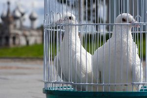 dove release Erlanger KY