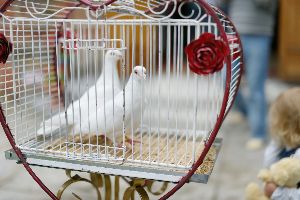 dove release