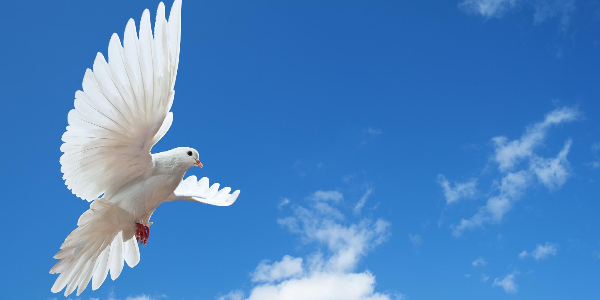 5 Pieces Of Little Known Dove Trivia A Sign Of Peace White Dove Releases