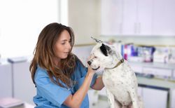 veterinarian-Russellville, AR 