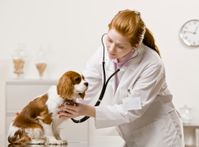 veterinarian