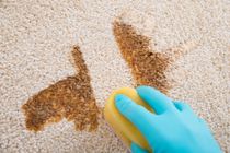 carpet cleaning in Cameron, WI