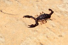 scorpion removal