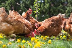 livestock feed