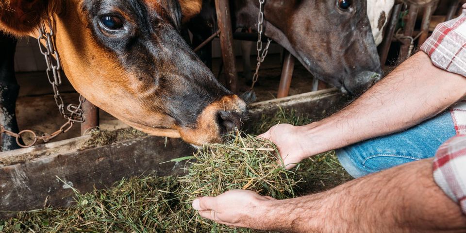 3 Types of Livestock Feed - Gregg Farm Services