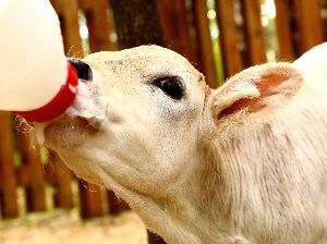 livestock feed