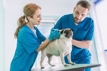 Pet care in Fort Mitchell, KY